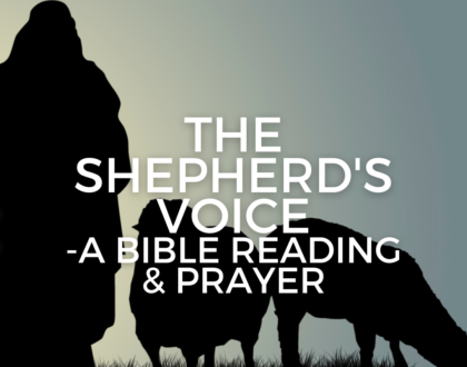 The Shepherd's Voice - a Bible reading & prayer