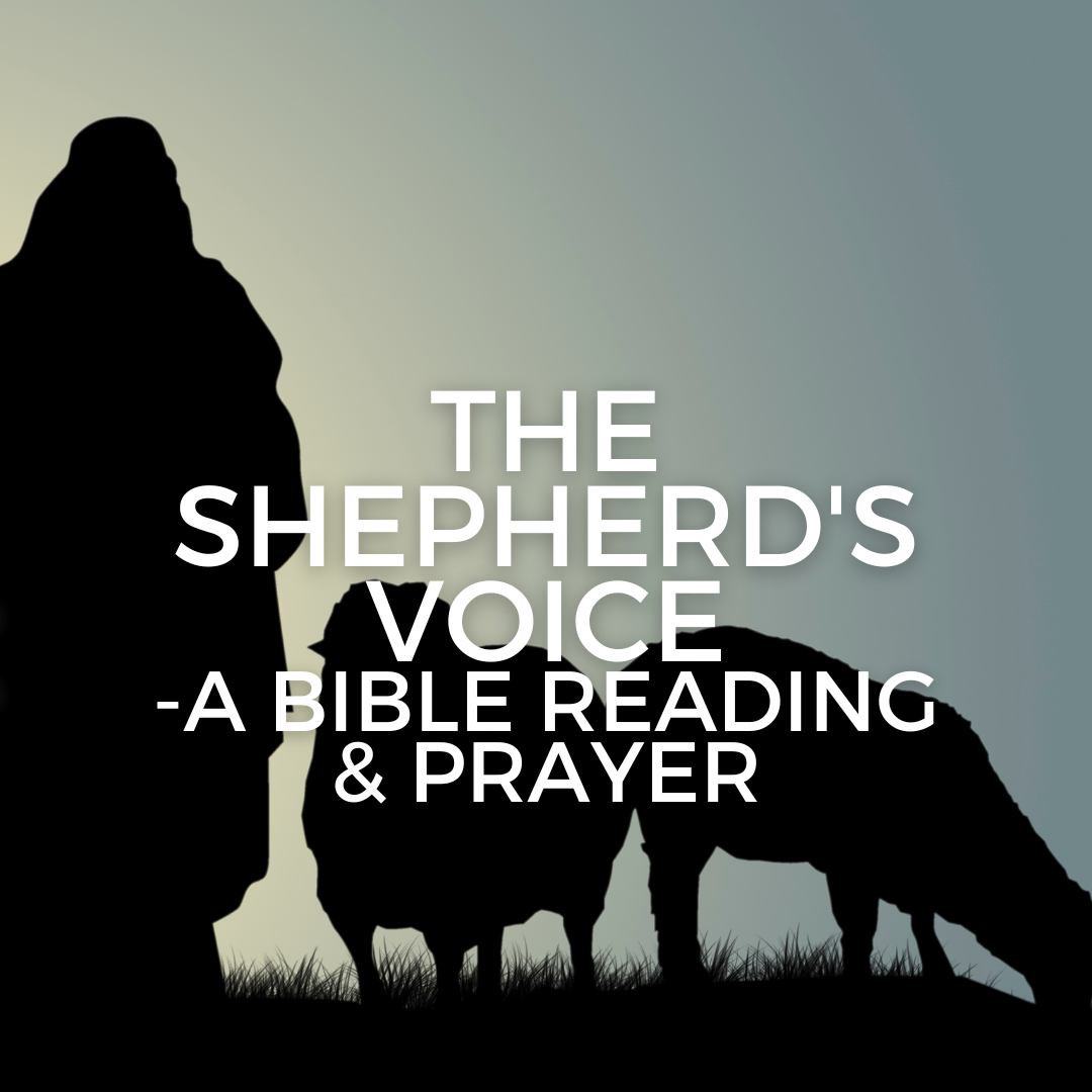 The Shepherd's Voice - a Bible reading & prayer
